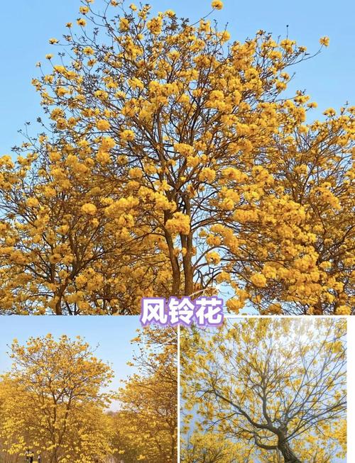 崇左适合养什么花，市花和市树是什么，崇左适合养什么花,市花和市树是什么花-第6张图片-优品飞百科