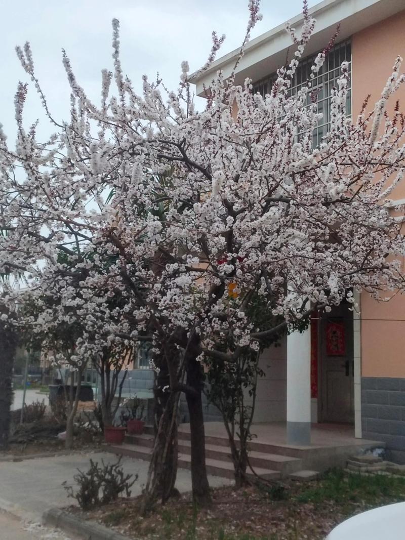 崇左适合养什么花，市花和市树是什么，崇左适合养什么花,市花和市树是什么花-第7张图片-优品飞百科