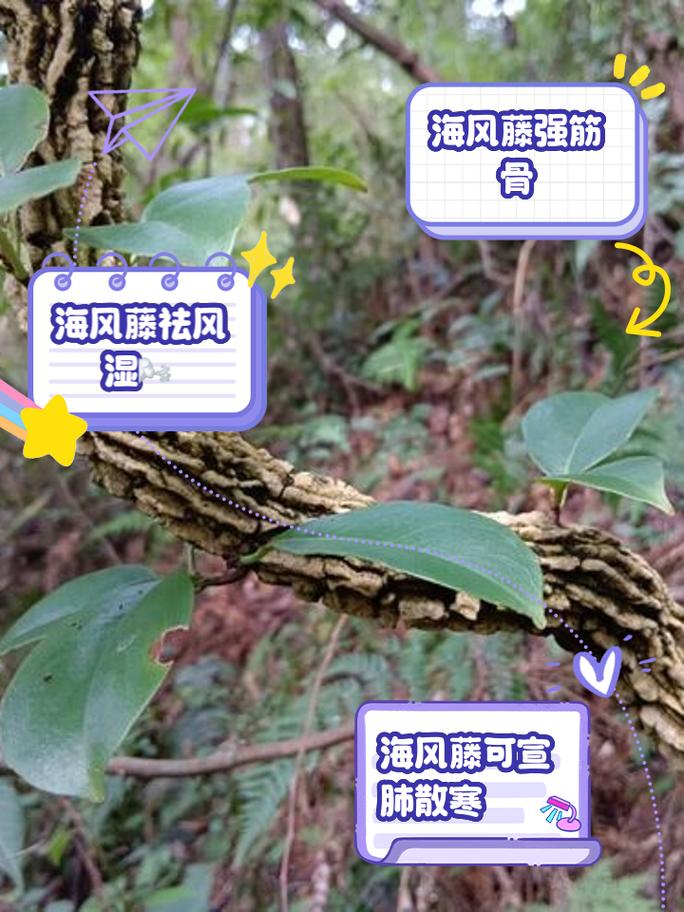 心叶藤的摆放禁忌，心叶藤适合放家里哪个位置-第1张图片-优品飞百科