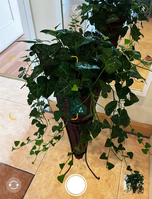 心叶藤的摆放禁忌，心叶藤适合放家里哪个位置-第2张图片-优品飞百科