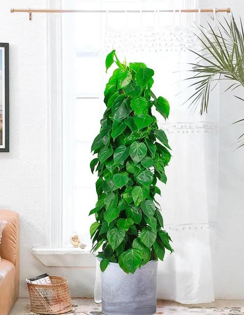 心叶藤的摆放禁忌，心叶藤适合放家里哪个位置-第3张图片-优品飞百科