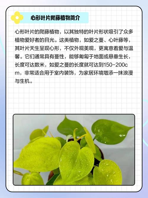 心叶藤的摆放禁忌，心叶藤适合放家里哪个位置-第4张图片-优品飞百科