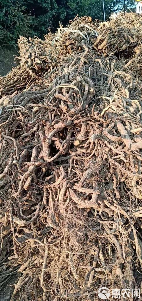 心叶藤的摆放禁忌，心叶藤适合放家里哪个位置-第5张图片-优品飞百科