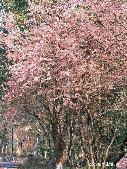 忻州适合养什么花，市花和市树是什么，忻州花市在哪