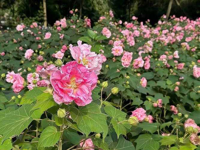 忻州适合养什么花，市花和市树是什么，忻州花市在哪-第5张图片-优品飞百科