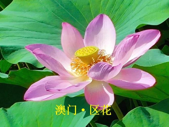 忻州适合养什么花，市花和市树是什么，忻州花市在哪-第4张图片-优品飞百科