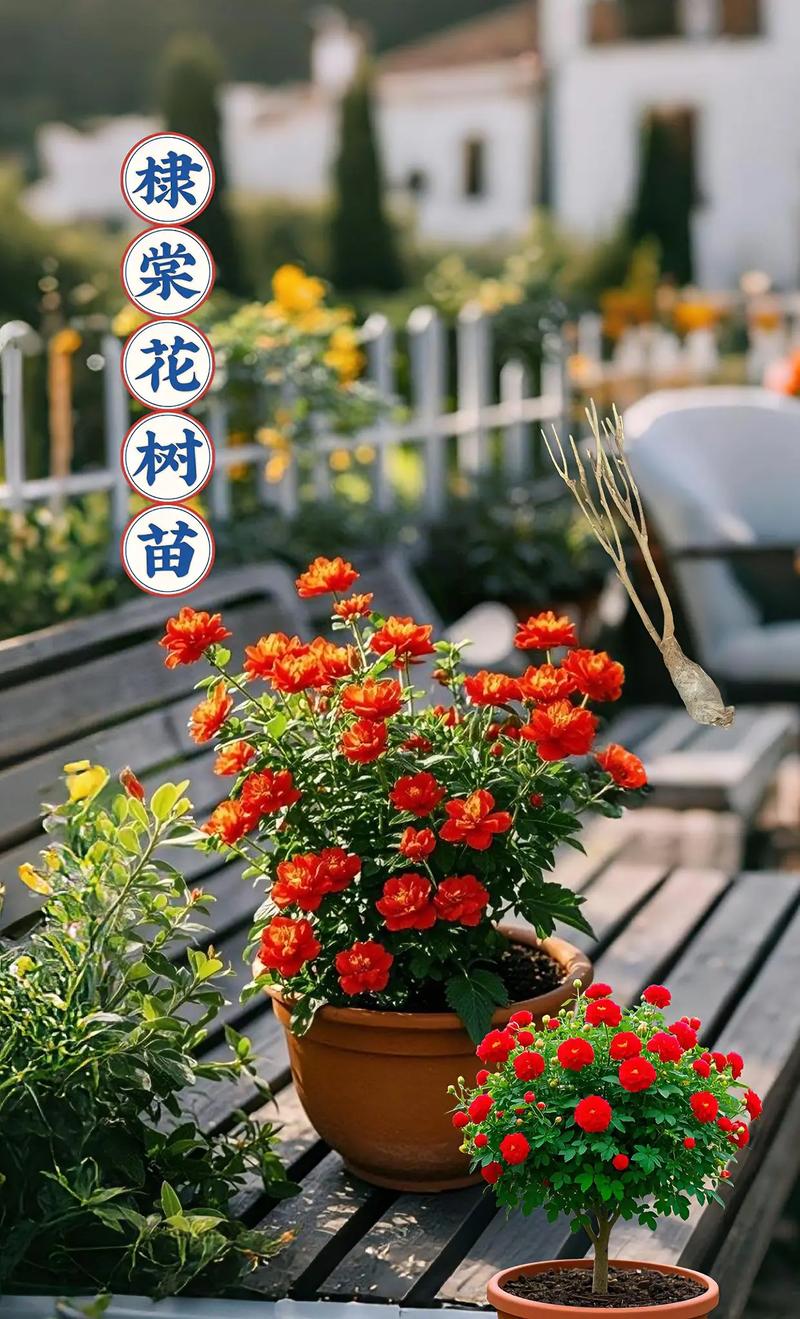 忻州适合养什么花，市花和市树是什么，忻州花市在哪-第6张图片-优品飞百科