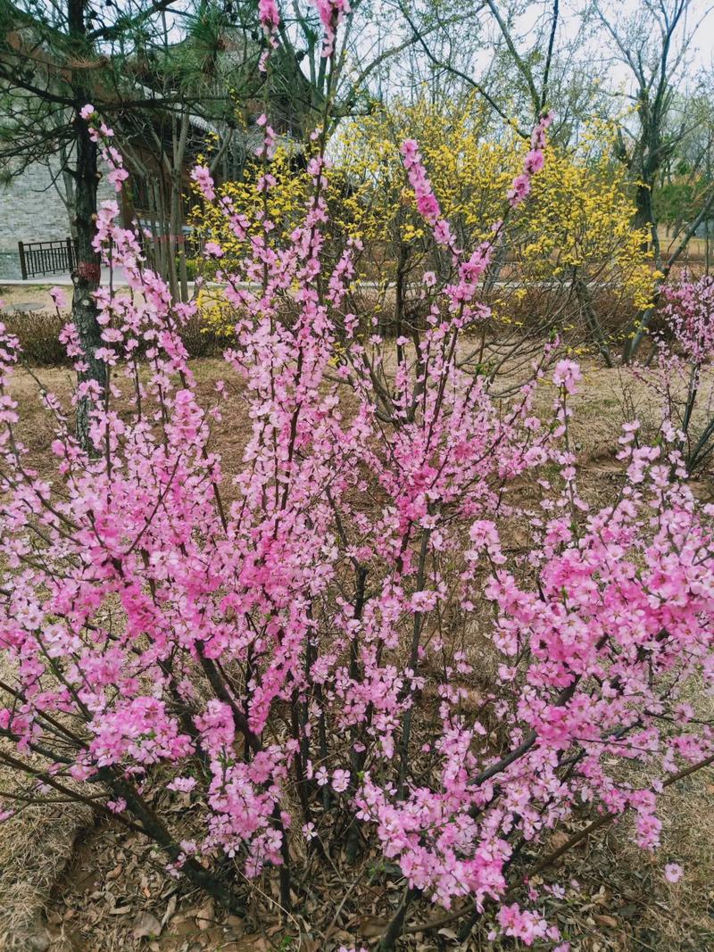 忻州适合养什么花，市花和市树是什么，忻州花市在哪-第7张图片-优品飞百科