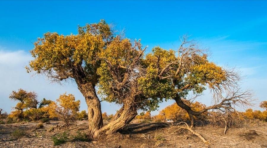 伊吾县天气预报,伊吾县天气预报15天实时情况-第1张图片-优品飞百科 伊吾县天气预报,伊吾县天气预报15天实时情况-第1张图片-优品飞百科