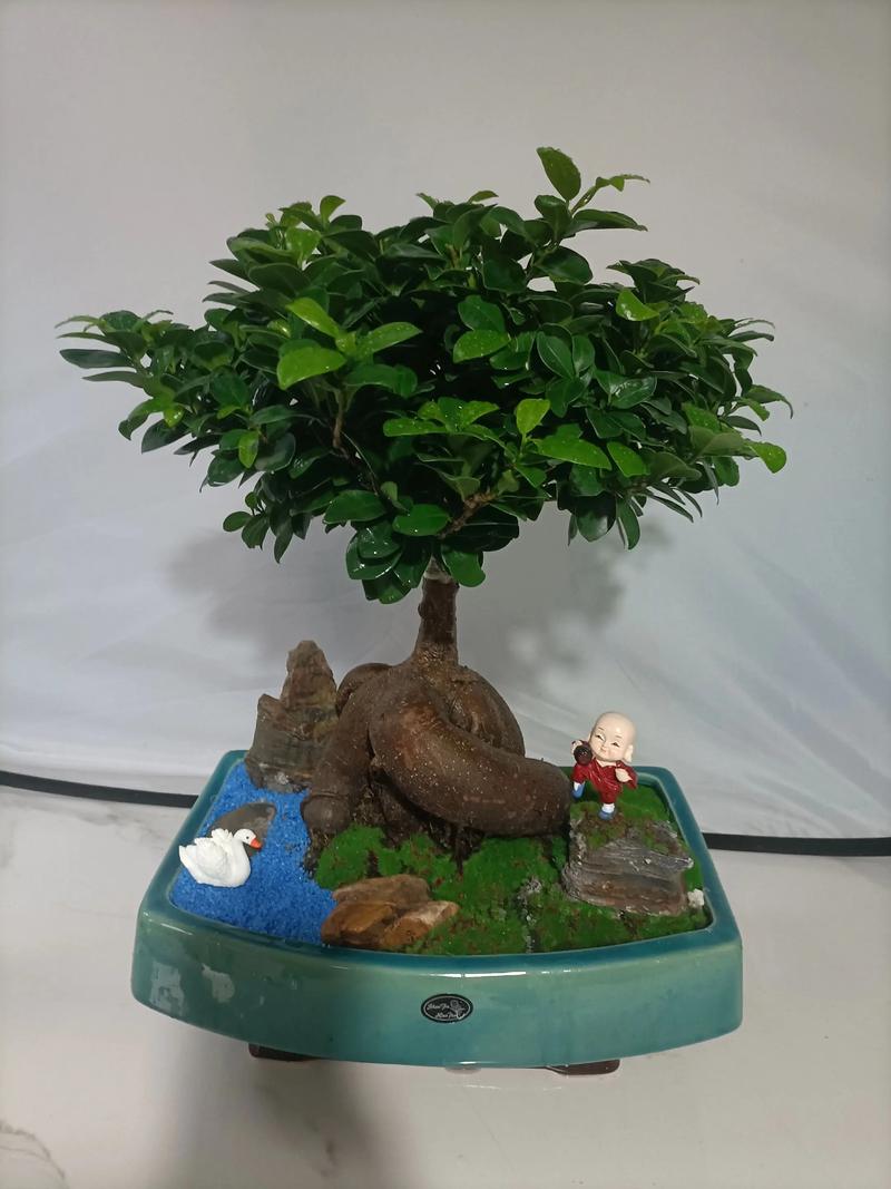 人参榕适合放在卧室吗？，人参榕适合放在卧室吗