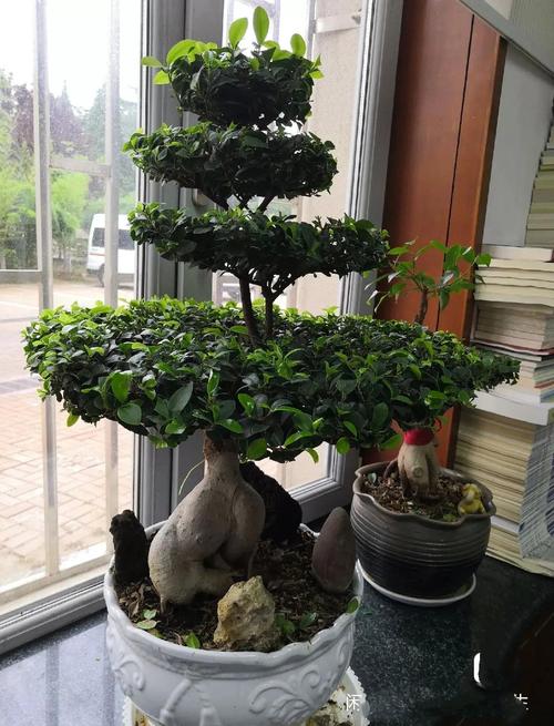 人参榕适合放在卧室吗？，人参榕适合放在卧室吗-第2张图片-优品飞百科