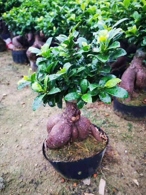 人参榕适合放在卧室吗？，人参榕适合放在卧室吗-第3张图片-优品飞百科