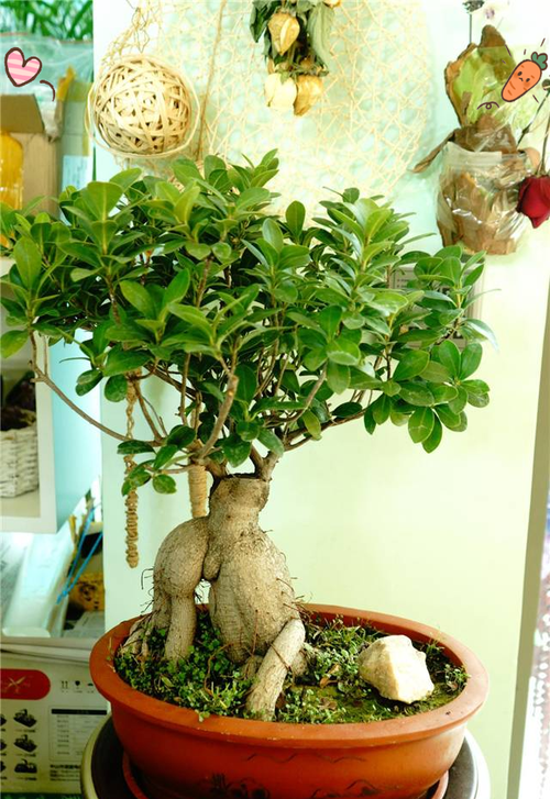 人参榕适合放在卧室吗？，人参榕适合放在卧室吗-第4张图片-优品飞百科