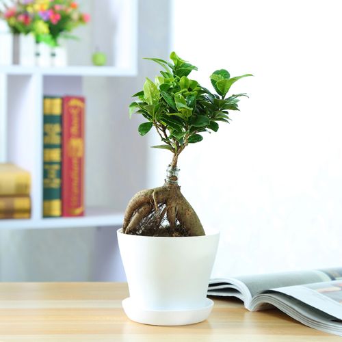 人参榕适合放在卧室吗？，人参榕适合放在卧室吗-第5张图片-优品飞百科