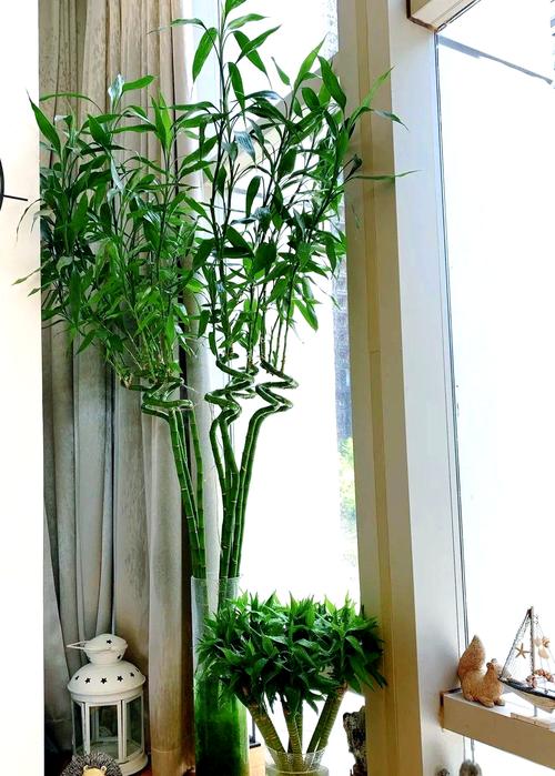 富贵竹怎么摆放比较好，富贵竹摆放的位置放什么位置好？-第3张图片-优品飞百科