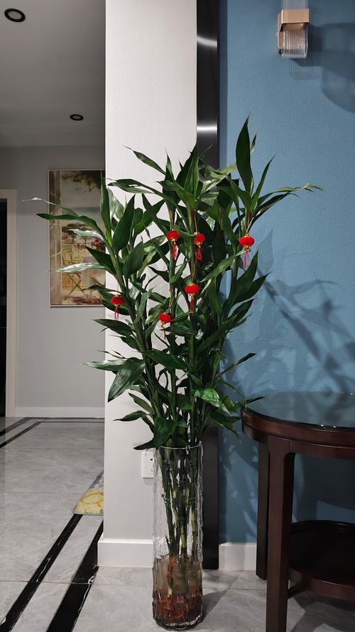 富贵竹怎么摆放比较好，富贵竹摆放的位置放什么位置好？-第5张图片-优品飞百科