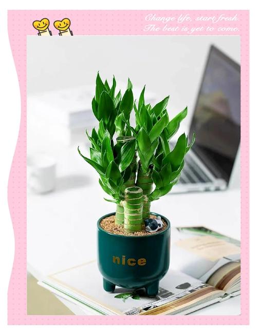 富贵竹怎么摆放比较好，富贵竹摆放的位置放什么位置好？-第6张图片-优品飞百科