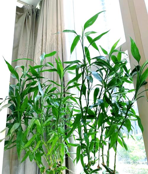 富贵竹怎么摆放比较好，富贵竹摆放的位置放什么位置好？-第7张图片-优品飞百科
