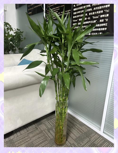 富贵竹怎么摆放比较好，富贵竹摆放的位置放什么位置好？-第8张图片-优品飞百科