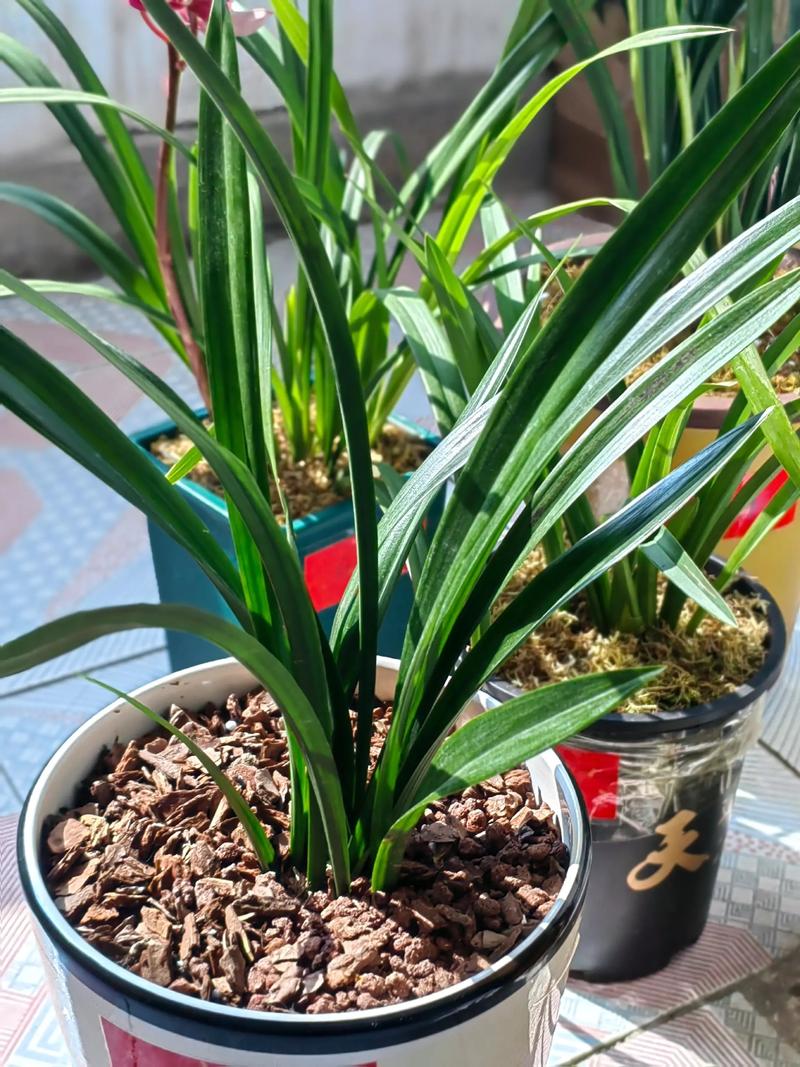 对兰的功效与作用,对兰的养殖方法和注意事项对兰照片-第1张图片-优品飞百科 对兰的功效与作用,对兰的养殖方法和注意事项对兰照片-第1张图片-优品飞百科