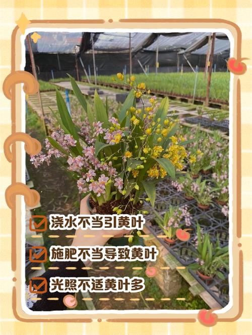 对兰的功效与作用,对兰的养殖方法和注意事项对兰照片-第2张图片-优品飞百科 对兰的功效与作用,对兰的养殖方法和注意事项对兰照片-第2张图片-优品飞百科