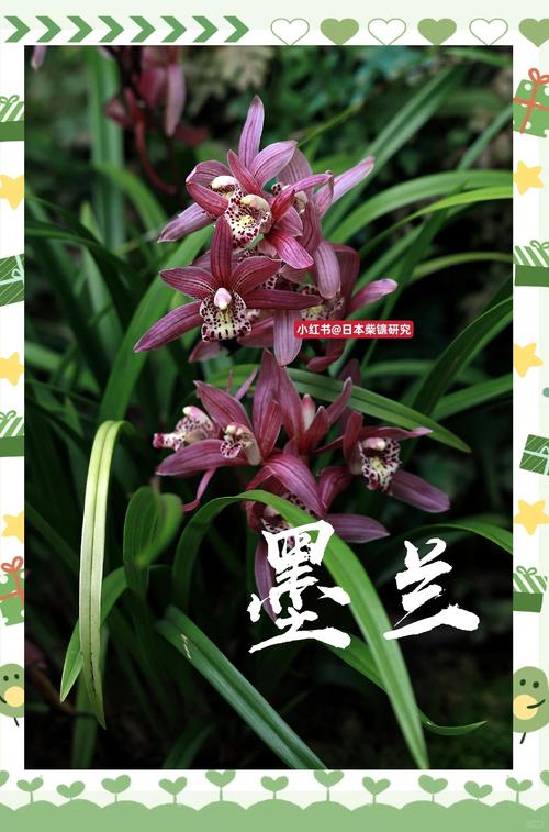 对兰的功效与作用,对兰的养殖方法和注意事项对兰照片-第3张图片-优品飞百科 对兰的功效与作用,对兰的养殖方法和注意事项对兰照片-第3张图片-优品飞百科