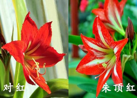 对兰的功效与作用,对兰的养殖方法和注意事项对兰照片-第4张图片-优品飞百科 对兰的功效与作用,对兰的养殖方法和注意事项对兰照片-第4张图片-优品飞百科