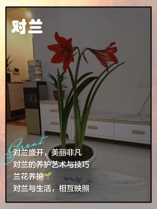 对兰的功效与作用,对兰的养殖方法和注意事项对兰照片-第6张图片-优品飞百科 对兰的功效与作用,对兰的养殖方法和注意事项对兰照片-第6张图片-优品飞百科