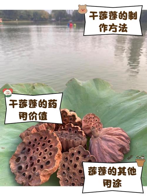 莲蓬寓意，佛 莲蓬寓意？-第3张图片-优品飞百科