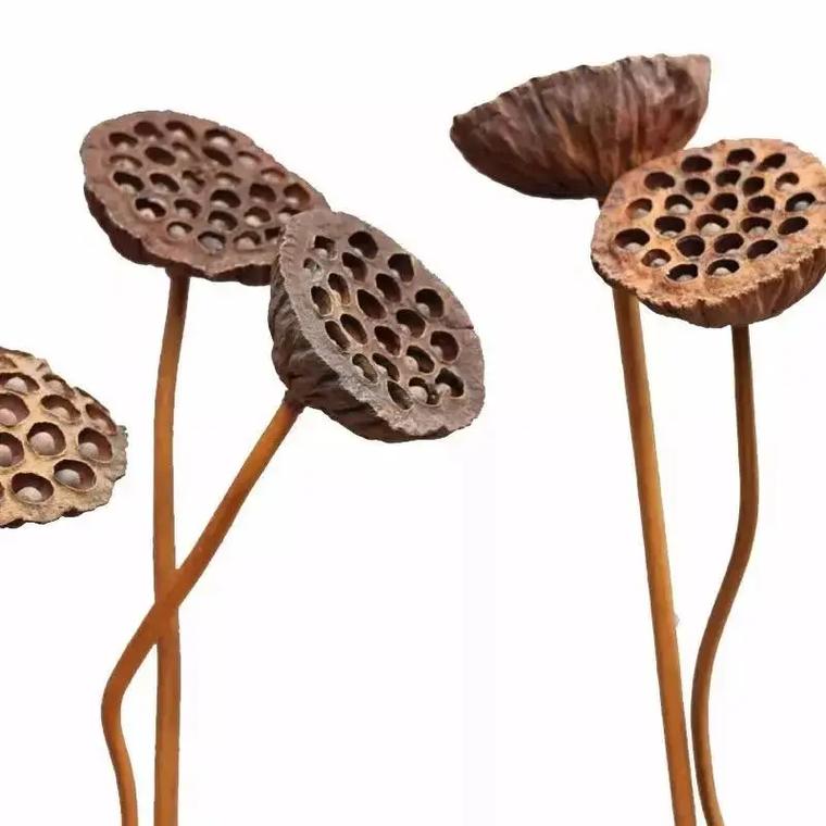 莲蓬寓意，佛 莲蓬寓意？-第4张图片-优品飞百科