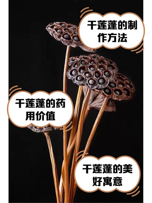 莲蓬寓意，佛 莲蓬寓意？-第8张图片-优品飞百科