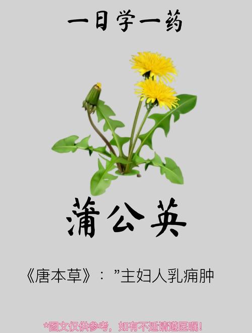 蒲公英介绍,蒲公英有什么特点?蒲公英的特点和作用?-第1张图片-优品飞百科 蒲公英介绍,蒲公英有什么特点?蒲公英的特点和作用?-第1张图片-优品飞百科