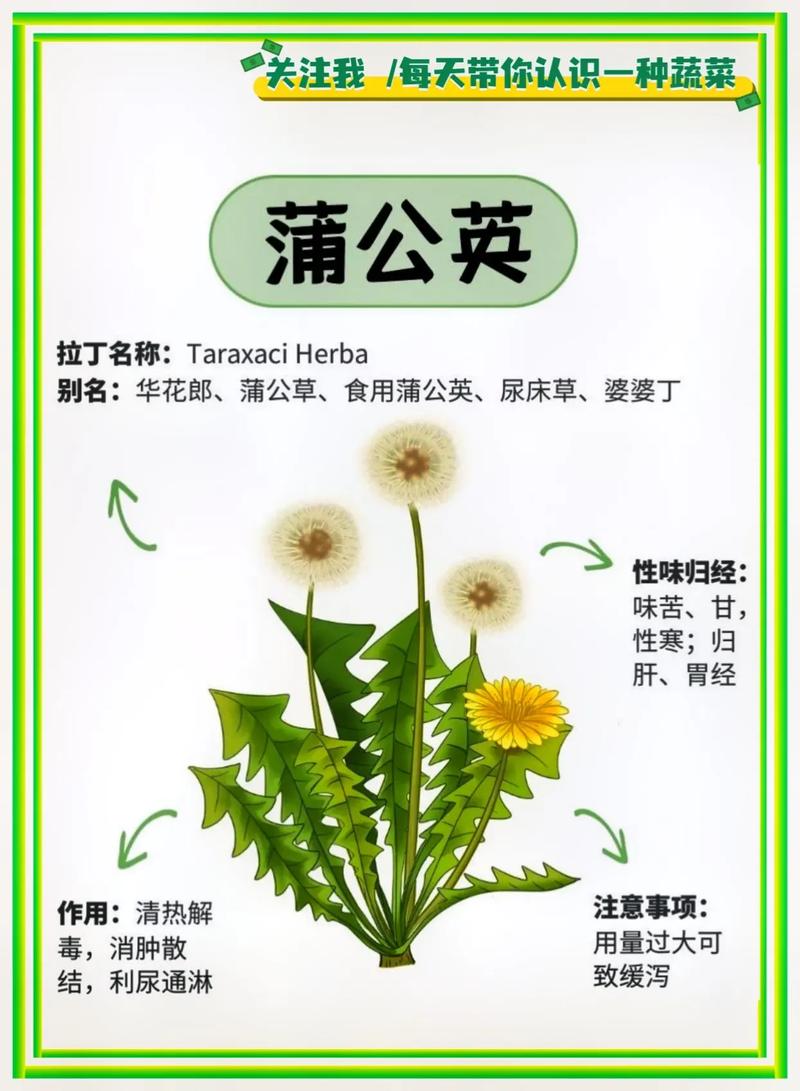 蒲公英介绍,蒲公英有什么特点?蒲公英的特点和作用?-第2张图片-优品飞百科 蒲公英介绍,蒲公英有什么特点?蒲公英的特点和作用?-第2张图片-优品飞百科