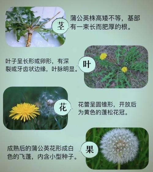 蒲公英介绍,蒲公英有什么特点?蒲公英的特点和作用?-第3张图片-优品飞百科 蒲公英介绍,蒲公英有什么特点?蒲公英的特点和作用?-第3张图片-优品飞百科