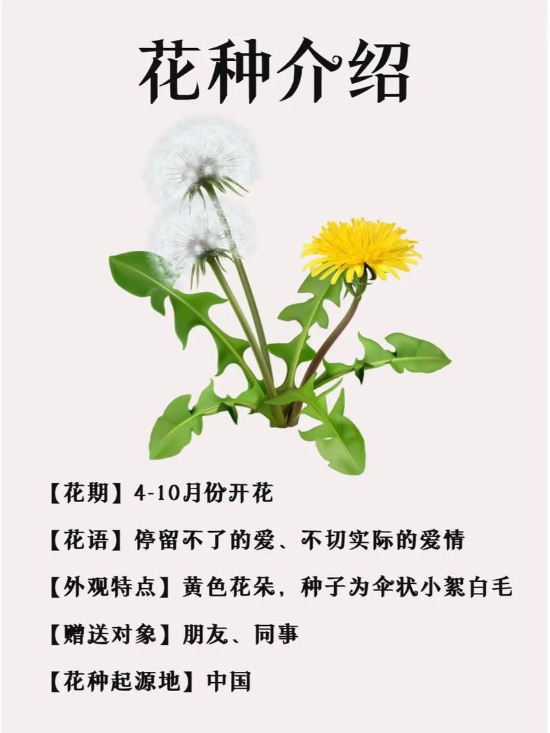 蒲公英介绍,蒲公英有什么特点?蒲公英的特点和作用?-第4张图片-优品飞百科 蒲公英介绍,蒲公英有什么特点?蒲公英的特点和作用?-第4张图片-优品飞百科