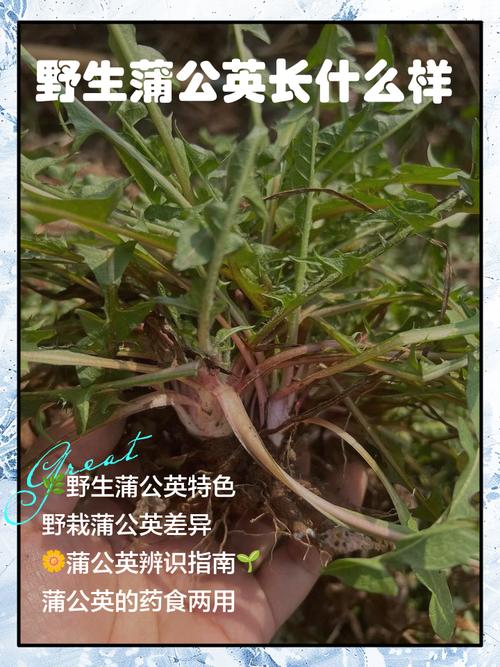 蒲公英介绍,蒲公英有什么特点?蒲公英的特点和作用?-第5张图片-优品飞百科 蒲公英介绍,蒲公英有什么特点?蒲公英的特点和作用?-第5张图片-优品飞百科