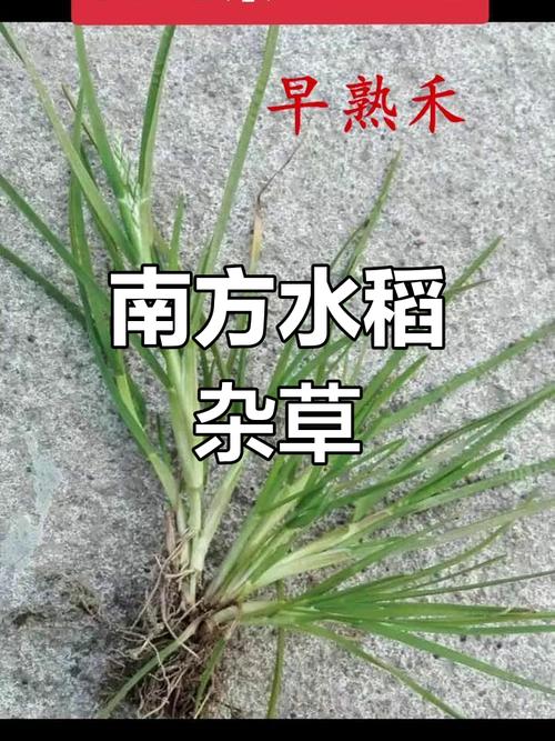 水蕨怎么吃？水蕨要焯水吗？-第3张图片-优品飞百科