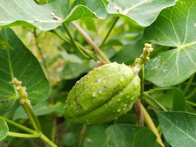 水蕨怎么吃？水蕨要焯水吗？-第5张图片-优品飞百科