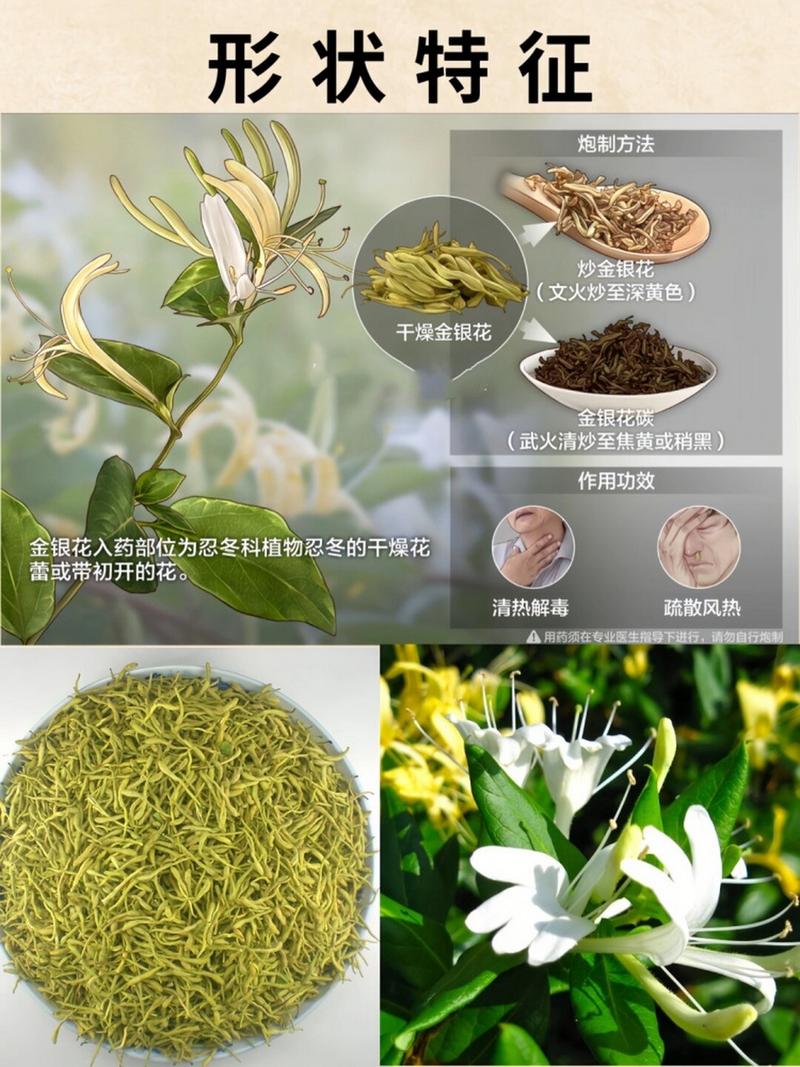 金银花的花语和传说，金银花的花语是什么?？-第1张图片-优品飞百科