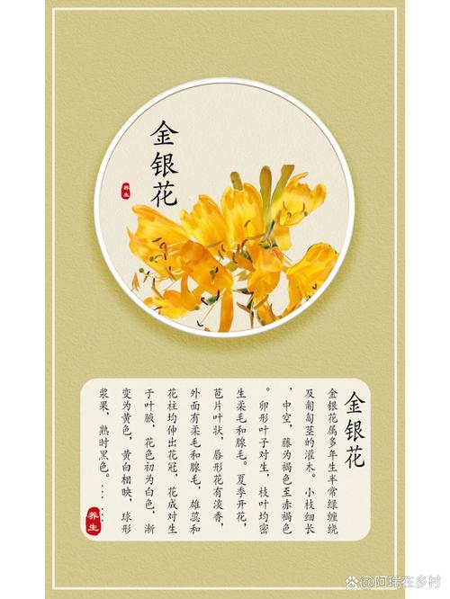 金银花的花语和传说，金银花的花语是什么?？-第2张图片-优品飞百科