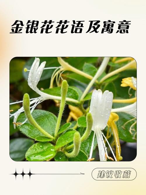 金银花的花语和传说，金银花的花语是什么?？-第3张图片-优品飞百科