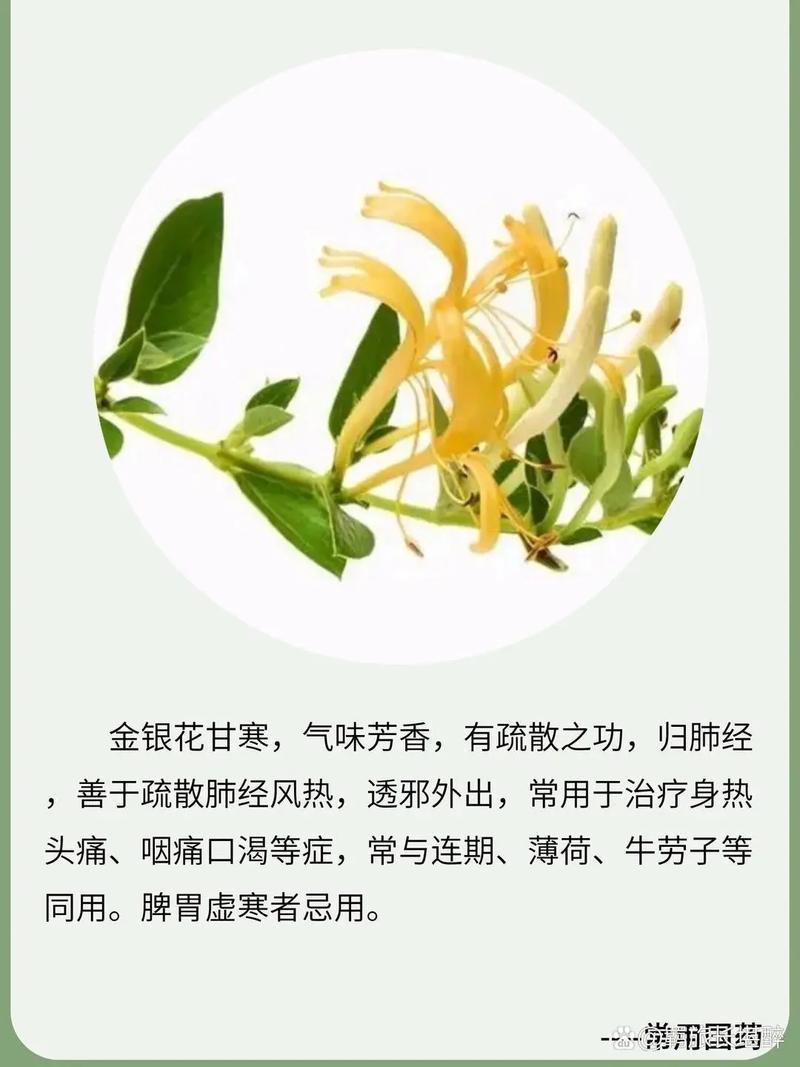 金银花的花语和传说，金银花的花语是什么?？-第5张图片-优品飞百科