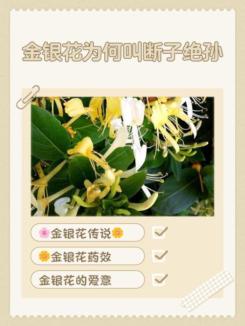 金银花的花语和传说，金银花的花语是什么?？-第4张图片-优品飞百科