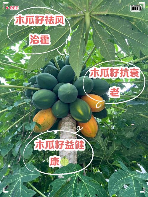 木瓜籽能吃吗，木瓜籽的功效与作用，木瓜籽能吃吗怎么吃-第2张图片-优品飞百科