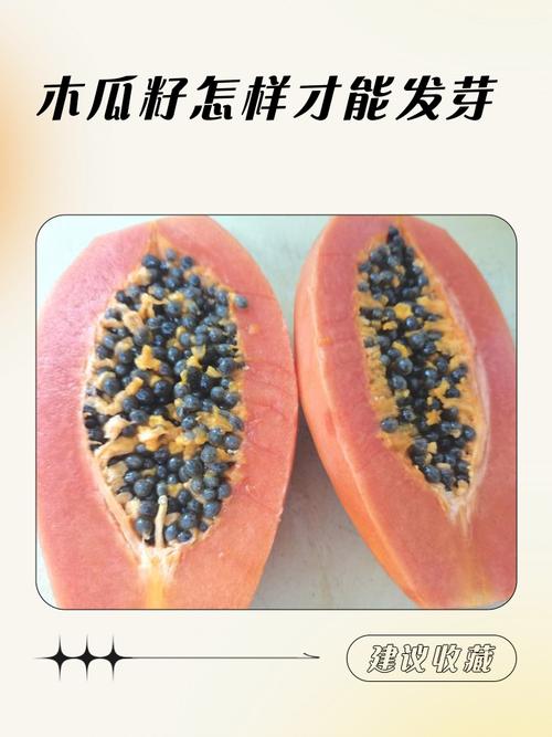 木瓜籽能吃吗，木瓜籽的功效与作用，木瓜籽能吃吗怎么吃-第5张图片-优品飞百科