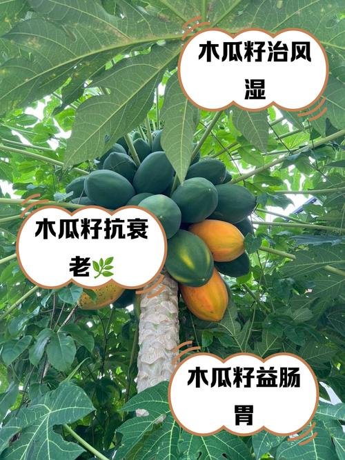 木瓜籽能吃吗，木瓜籽的功效与作用，木瓜籽能吃吗怎么吃-第7张图片-优品飞百科