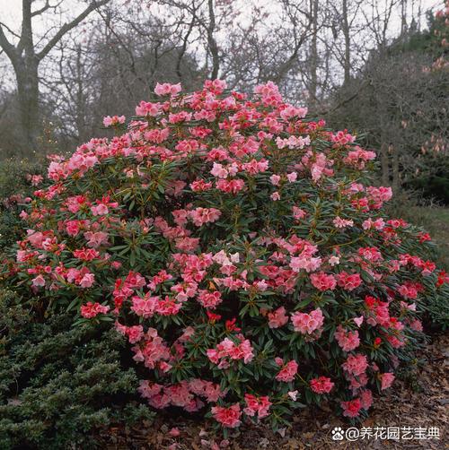 杜鹃冬季开花吗，冬季适合多少度？杜鹃冬季开花吗,冬季适合多少度生长？-第1张图片-优品飞百科