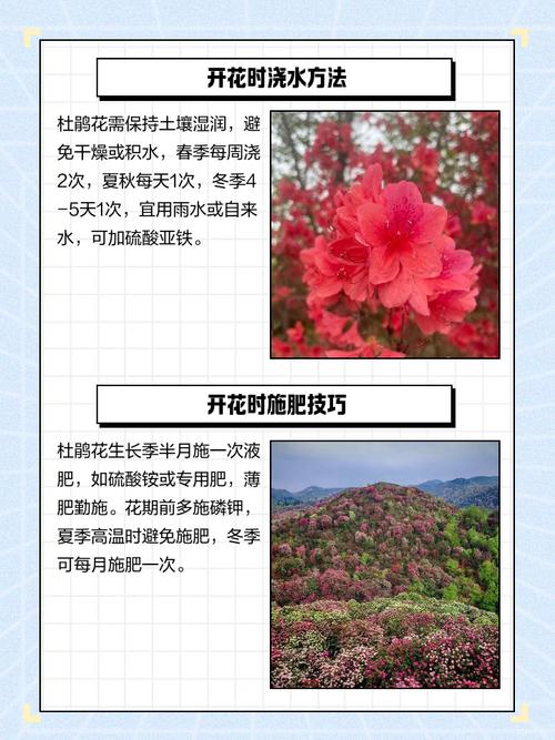 杜鹃冬季开花吗，冬季适合多少度？杜鹃冬季开花吗,冬季适合多少度生长？-第2张图片-优品飞百科