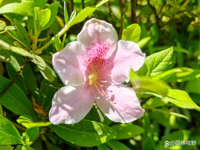 杜鹃冬季开花吗，冬季适合多少度？杜鹃冬季开花吗,冬季适合多少度生长？-第3张图片-优品飞百科