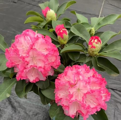 杜鹃冬季开花吗，冬季适合多少度？杜鹃冬季开花吗,冬季适合多少度生长？-第4张图片-优品飞百科